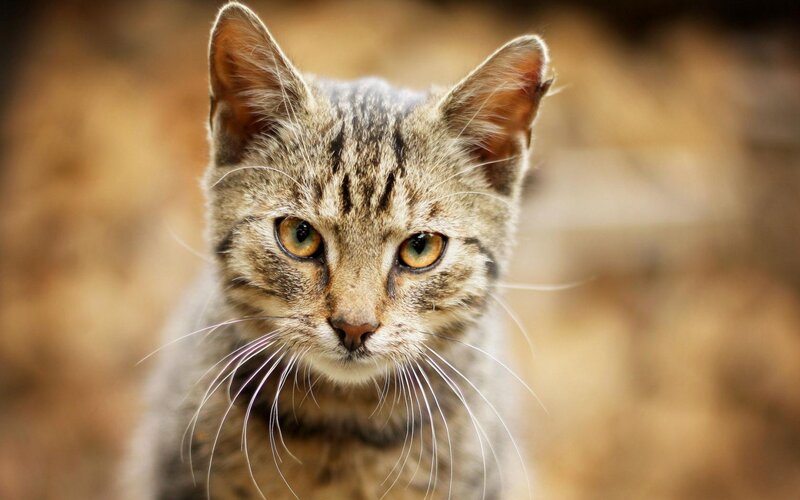 Tabby Cat Close-up — Brown, Calm, Photograph, Eyes