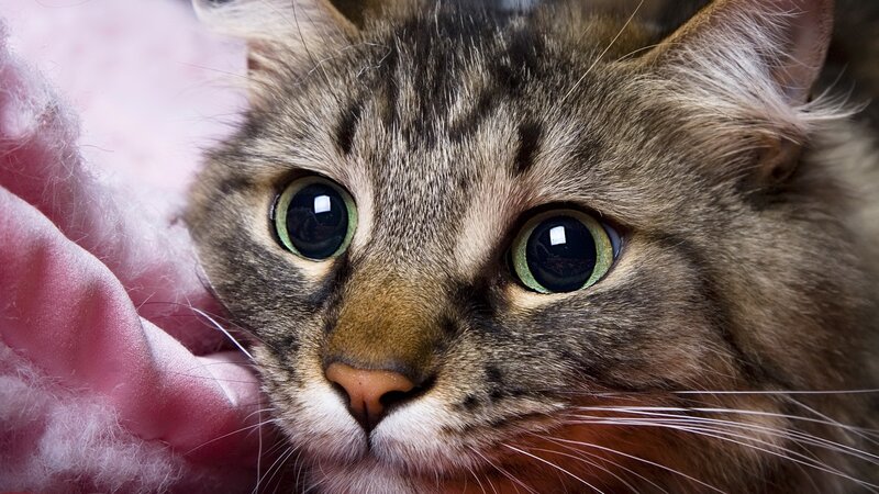 Tabby Cat Close-up — Brown, Calm, Photograph, Pink Fabric