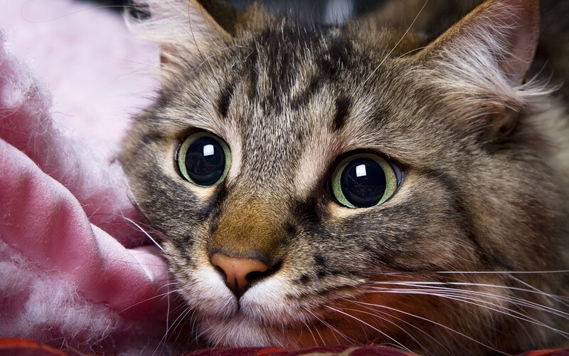 Tabby Cat Close-up — Brown, Calm, Photograph