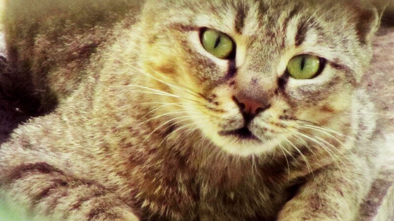 Tabby Cat Close-up — Brown, Calm, Photograph, Whiskers, Green Eyes