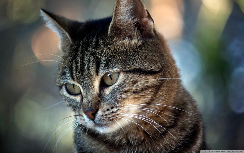 Tabby Cat Close-up — Brown, Calm, Photograph, Whiskers