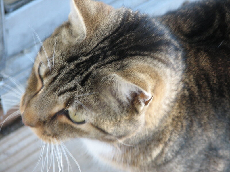 Tabby Cat Close-up — Brown, Calm, Photograph, Whiskers, Wooden Surface