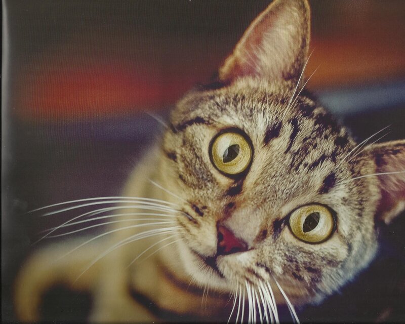 Tabby Cat Close-up — Brown, Curious