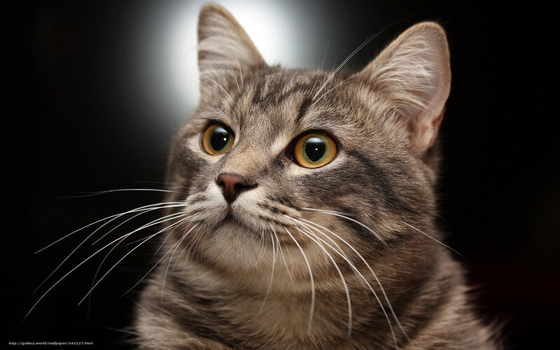 Tabby Cat Close-up — Brown, Dramatic, Photograph, Whiskers, Eyes