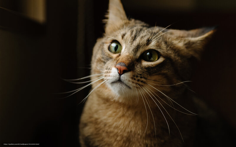 Tabby Cat Close-up — Brown, Dramatic, Photograph, Whiskers, Green Eyes, Dark Background