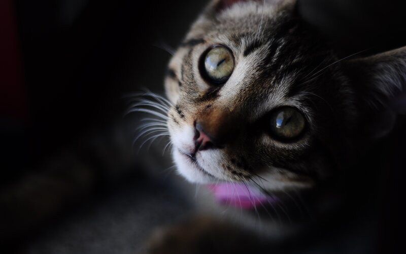 Tabby Cat Close-up — Brown, Dramatic, Photograph, Whiskers