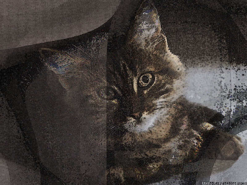 Tabby Cat Close-up — Brown, Dramatic