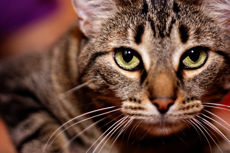 Tabby Cat Close-up — Brown, Intense, Photograph