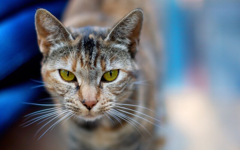 Tabby Cat Close-up — Brown, Intense, Photograph, Whiskers
