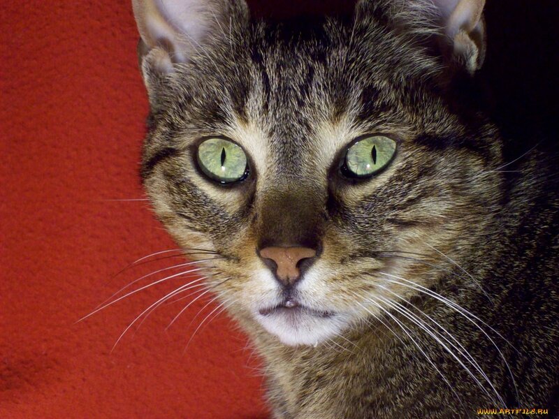 Tabby Cat Close-up — Brown, Intense