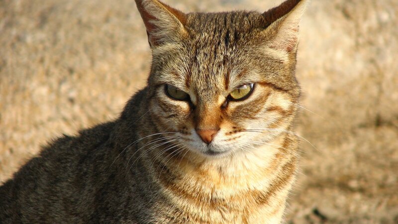 Tabby Cat Close-up — Brown