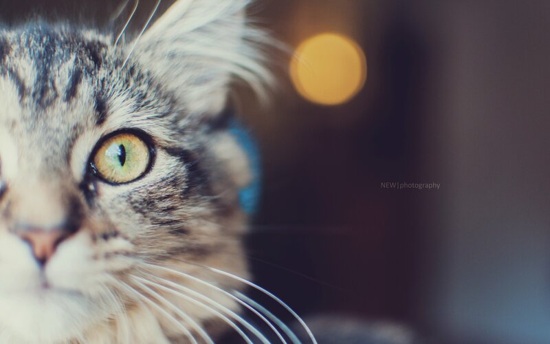 Tabby Cat Close-up — Gray, Calm, Night