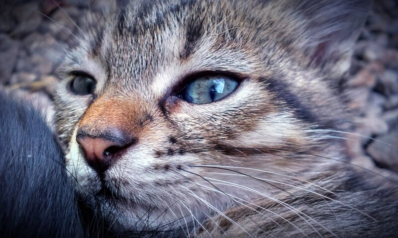 Tabby Cat Close-up — Gray, Calm, Photograph, Eyes