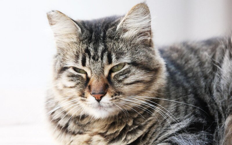 Tabby Cat Close-up — Gray, Calm, Photograph