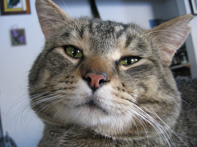 Tabby Cat Close-up — Gray, Calm, Photograph, Whiskers, Green Eyes, Wall Art