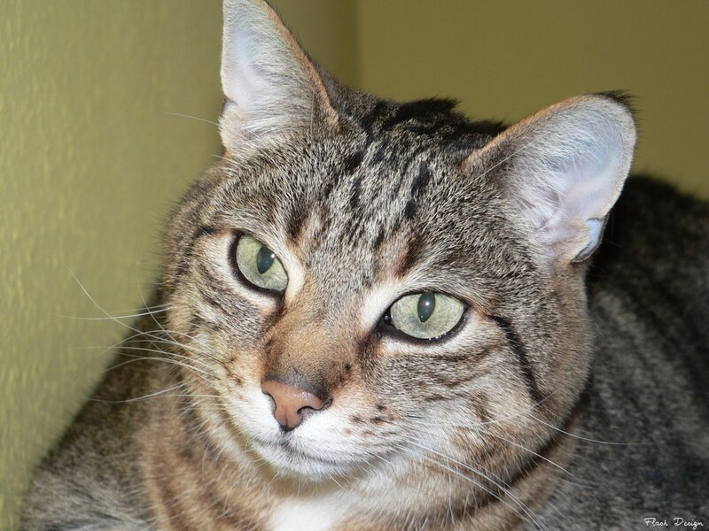 Tabby Cat Close-up — Gray, Calm