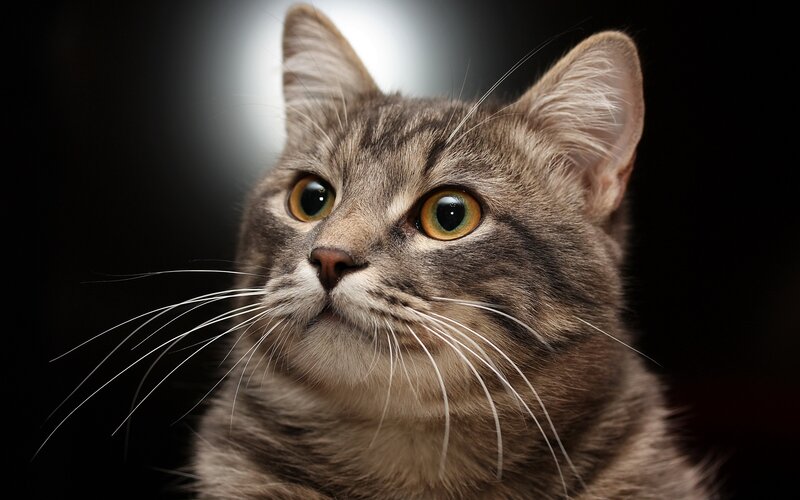 Tabby Cat Close-up — Gray, Dramatic