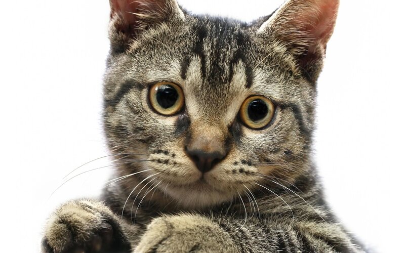 Tabby Cat Close-up — Gray