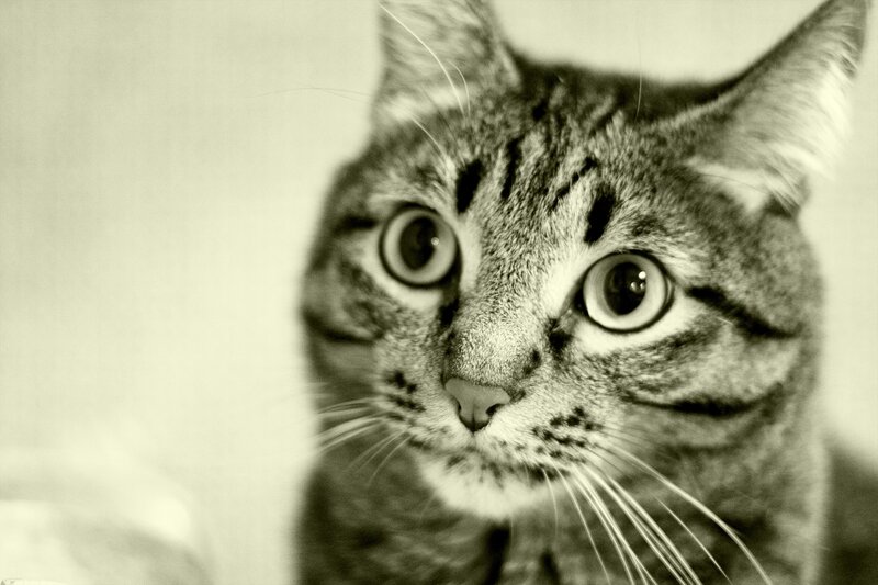 Tabby Cat Close-up