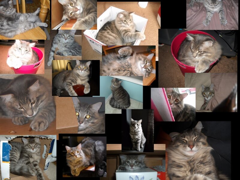 Tabby Cat Collage