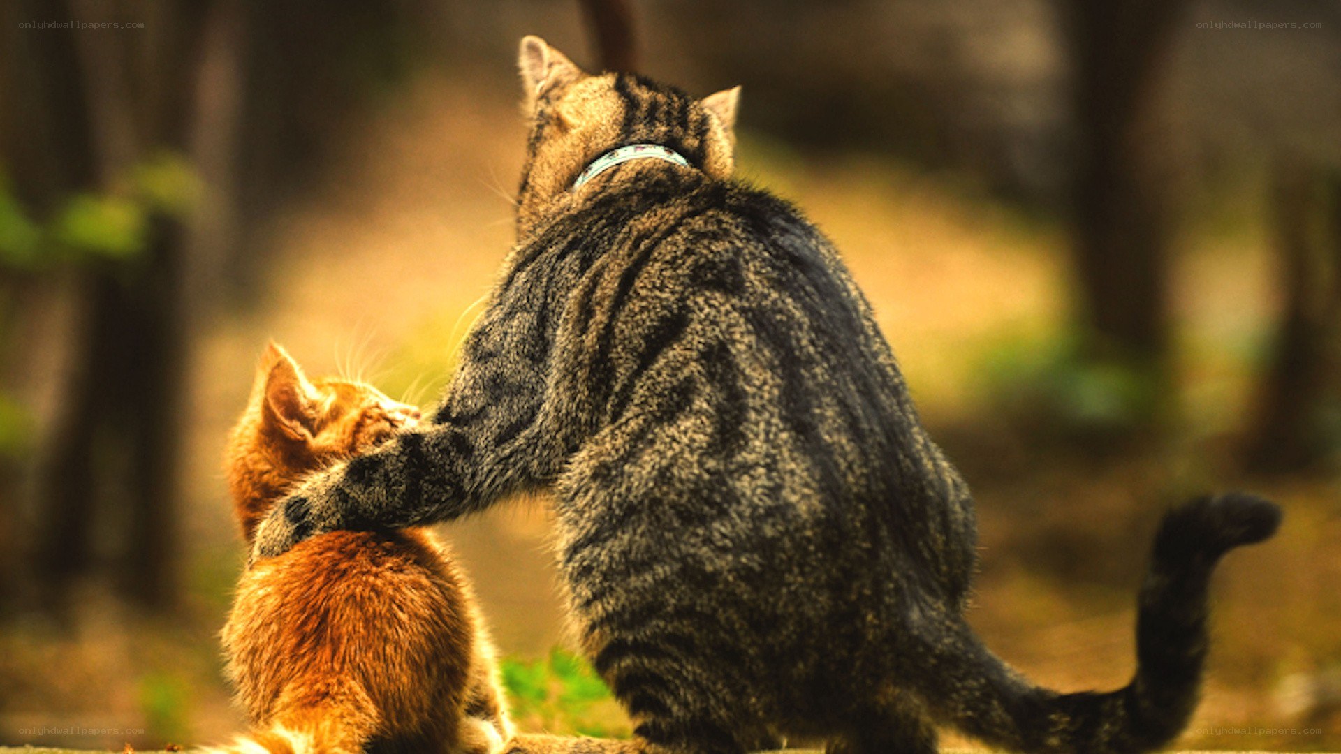Tabby cat comforting kitten