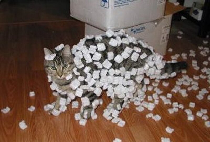 Tabby Cat Covered in Packing Peanuts