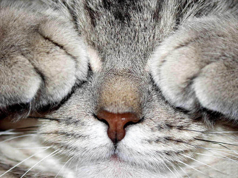Tabby Cat Covering Eyes