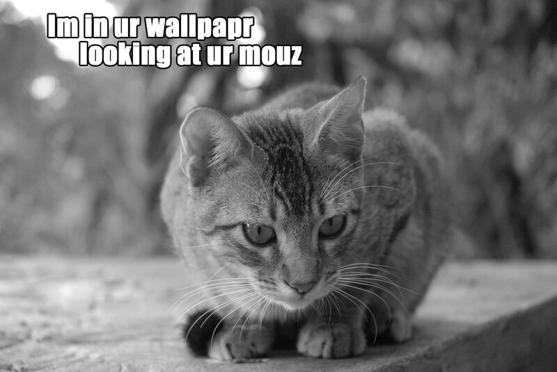 Tabby Cat Crouching — Black