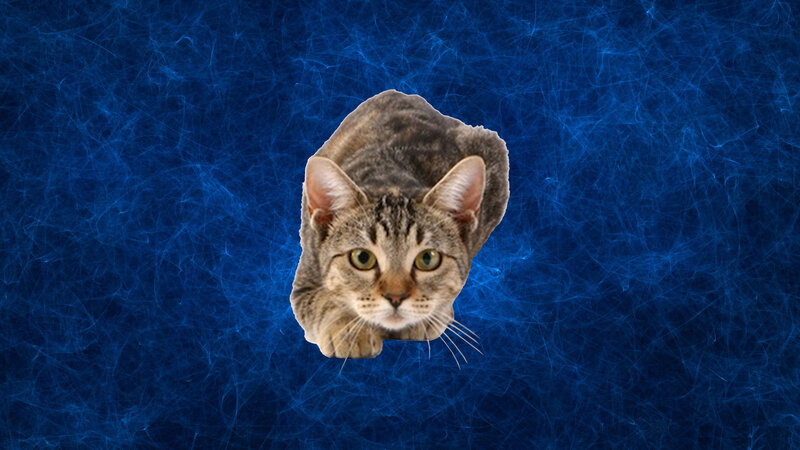 Tabby Cat Crouching — Blue