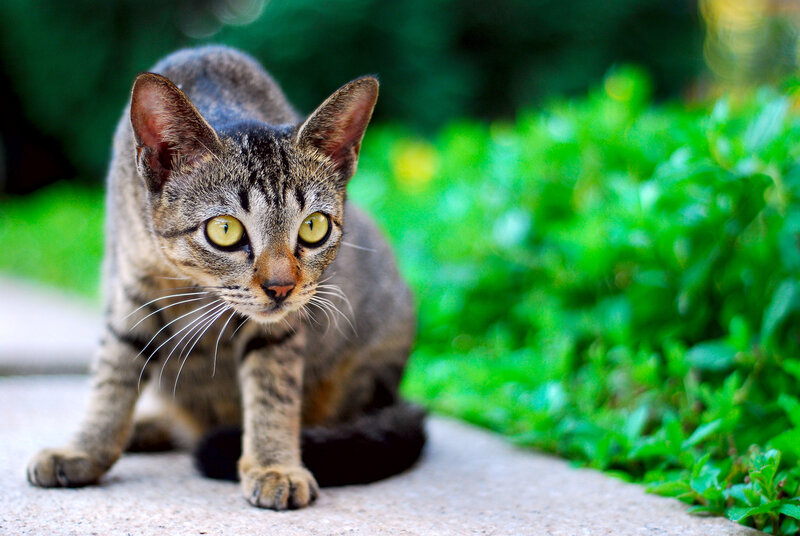Tabby Cat Crouching — Green