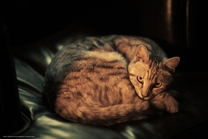 Tabby Cat Curled Up — Brown