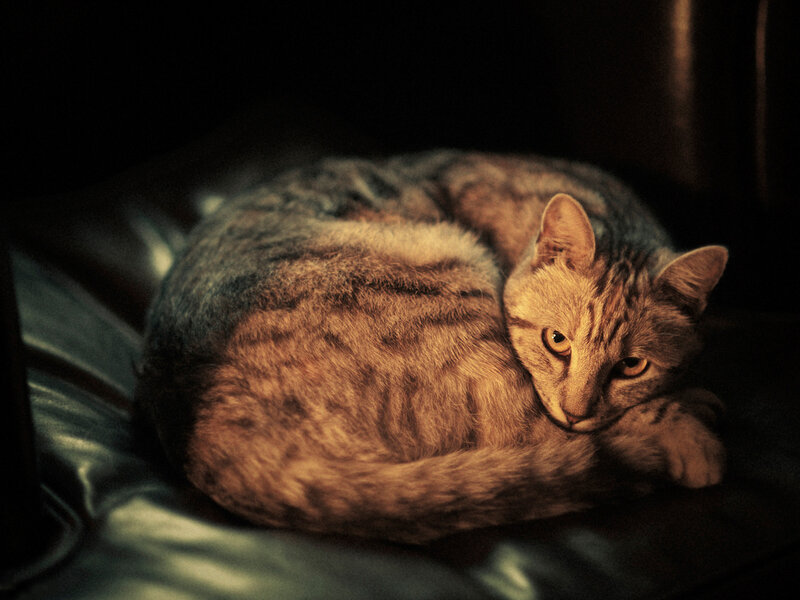 Tabby Cat Curled Up
