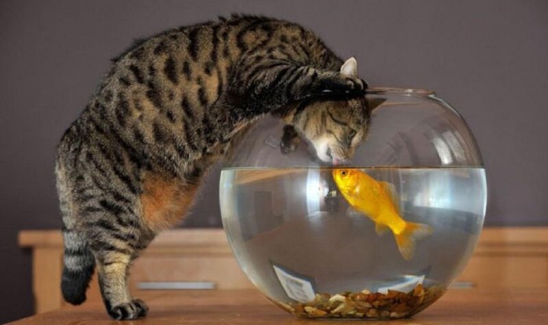 Tabby Cat Drinking Fish