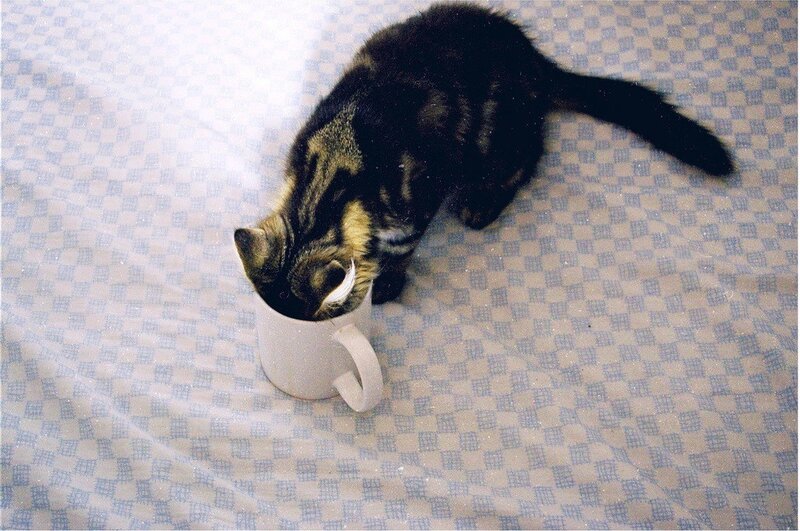 Tabby Cat Drinking from Cup