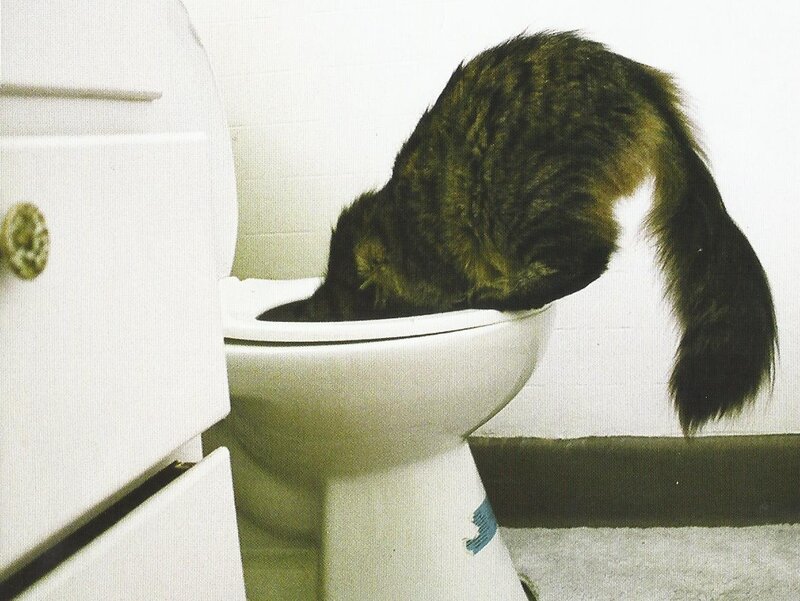 Tabby Cat Drinking from Toilet