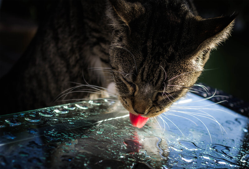 Tabby Cat Drinking Water — Black, Dramatic