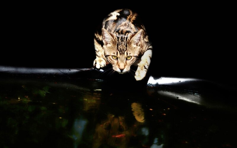 Tabby Cat Drinking Water — Black