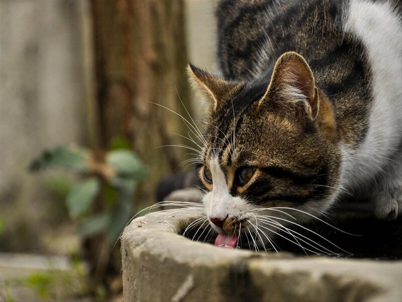 Tabby Cat Drinking Water — Brown, Calm, Afternoon