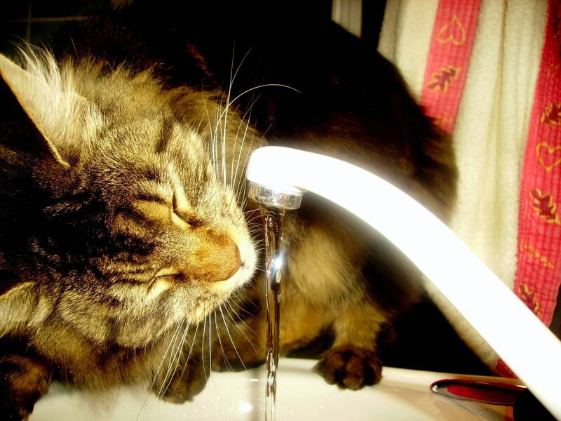 Tabby Cat Drinking Water — Brown, Calm, Photograph, Sink