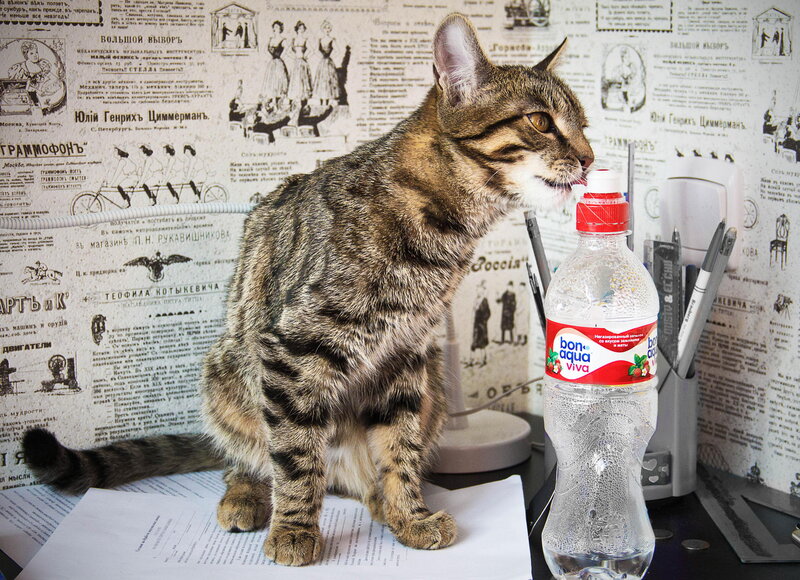 Tabby Cat Drinking Water — Brown, Calm, Photograph