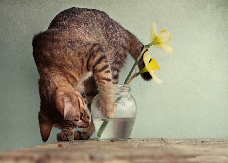 Tabby Cat Drinking Water — Brown, Calm