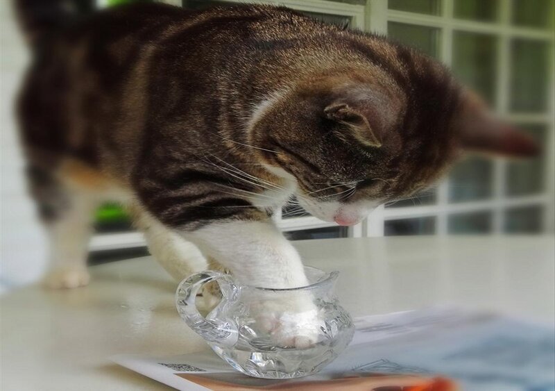 Tabby Cat Drinking Water — Brown, Curious, Morning
