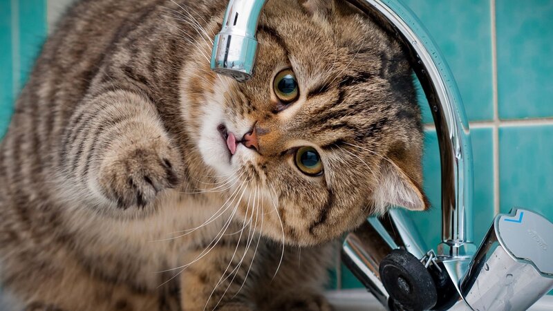 Tabby Cat Drinking Water — Brown, Curious, Photograph, Faucet