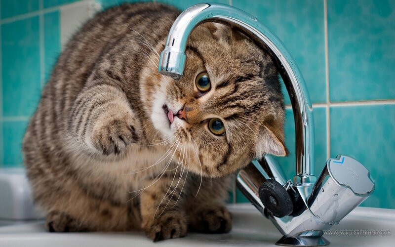 Tabby Cat Drinking Water — Brown, Curious, Photograph, Sink