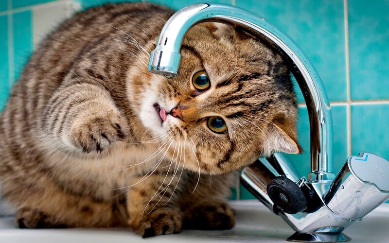Tabby Cat Drinking Water — Brown, Curious, Photograph