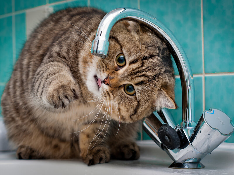 Tabby Cat Drinking Water — Brown, Curious