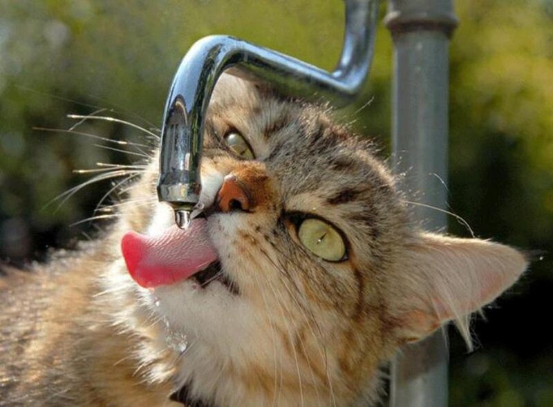 Tabby Cat Drinking Water — Brown