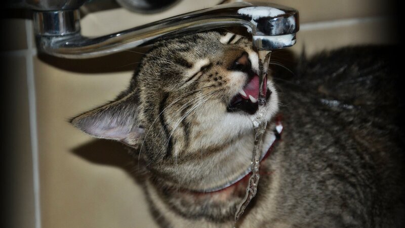 Tabby Cat Drinking Water — Gray, Calm