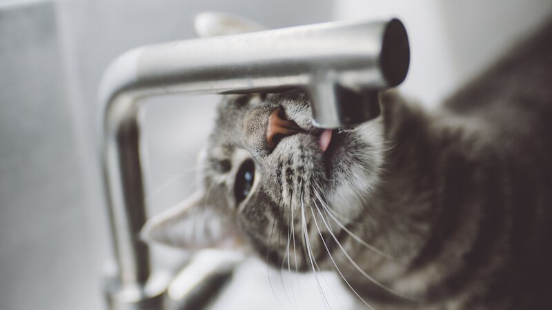 Tabby Cat Drinking Water — Gray, Curious, Photograph
