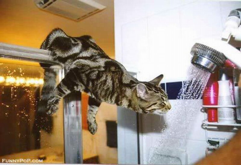Tabby Cat Drinking Water — Gray, Curious